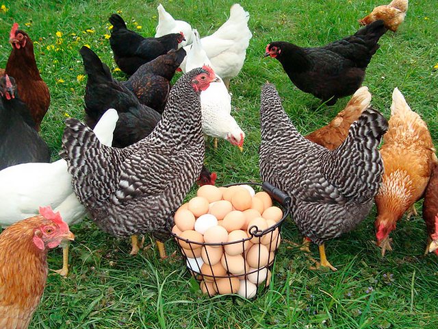 Содержание кур и уход за ними | ЗооТом - продажа, вязка и услуги для животных в Анне