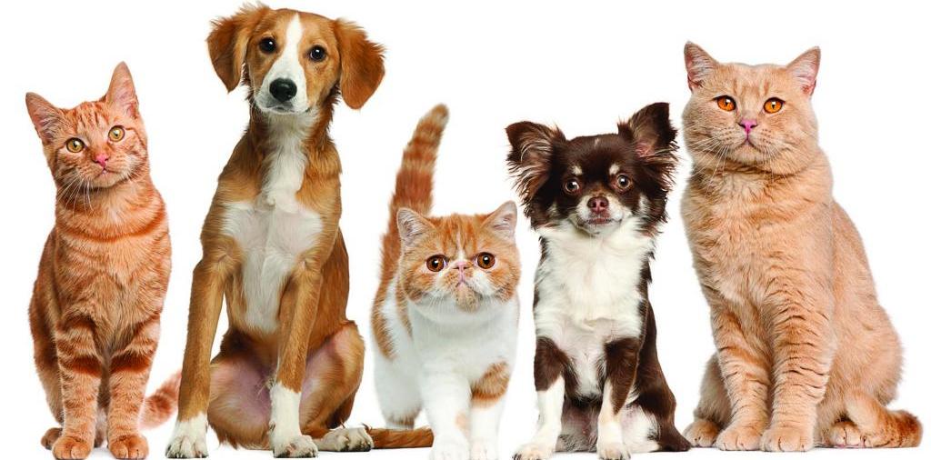 Доска объявлений о животных | ЗооТом - продажа, вязка и услуги для животных в Анне