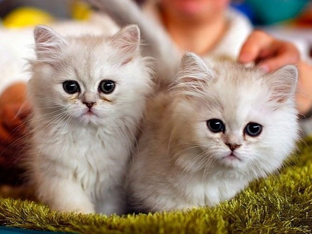 Породы кошек в Анне | ЗооТом портал о животных