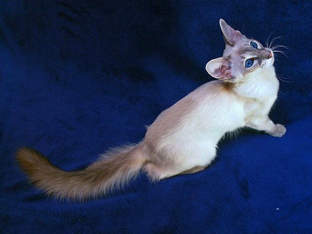 Выведенные породы кошек в Анне | ЗооТом портал о животных