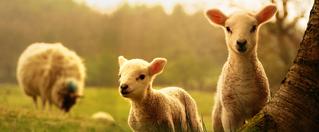 Объявления о сельскохозяйственных животных | ЗооТом - продажа, вязка и услуги для животных в Анне