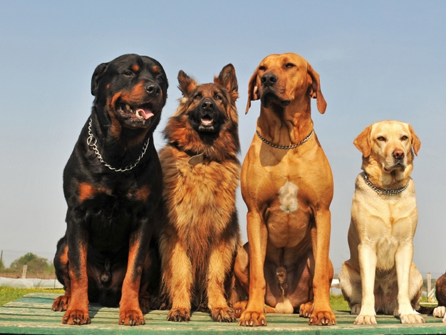 Крупные породы собак в Анне | ЗооТом портал о животных
